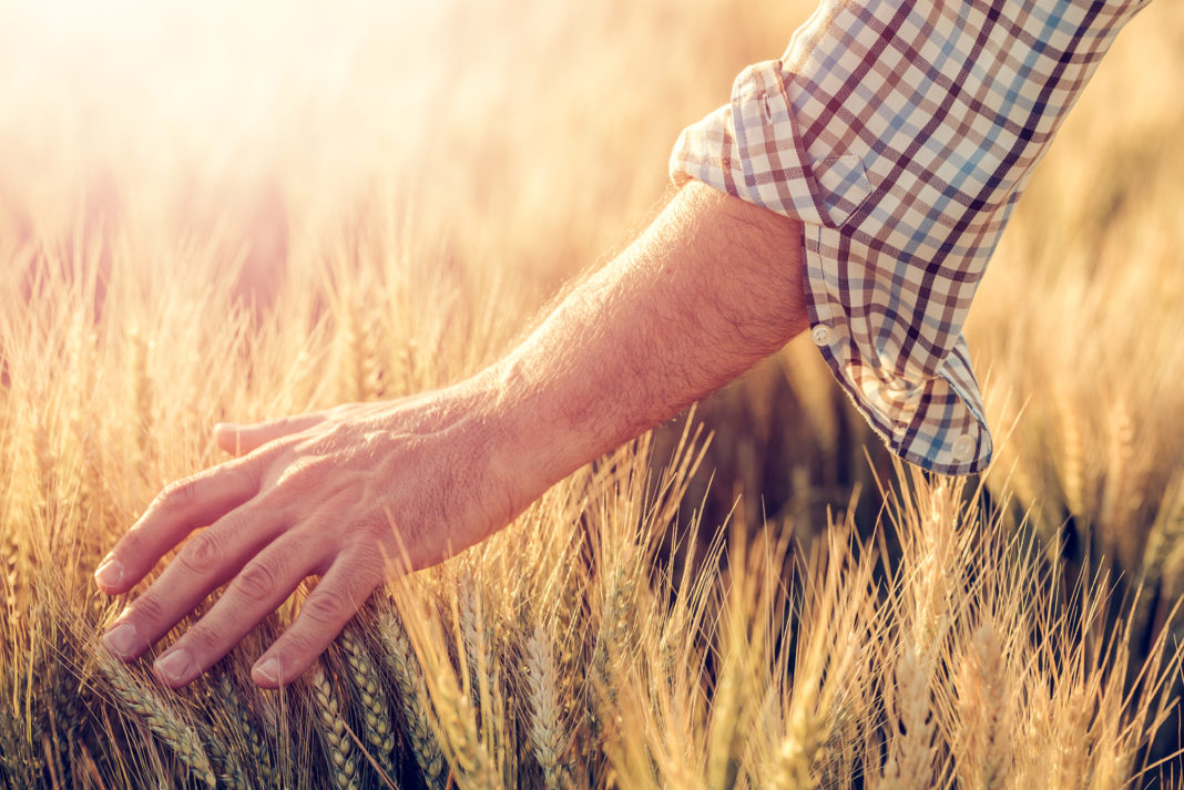 campo grano con mano