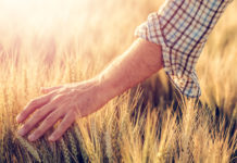 campo grano con mano